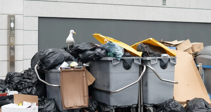 seagull-eats-urban-rubbish-top-rubbish-bins-filled-by-strike-plastic-waste-pollution_converted